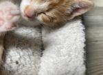 Charlie - Domestic Kitten For Sale - Farmington&comma; CT&comma; US