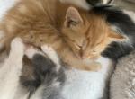 Kayla - Domestic Kitten For Sale - Farmington&comma; CT&comma; US