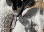 Midnight - Domestic Kitten For Sale - Farmington&comma; CT&comma; US