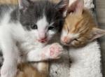 Jumba - Domestic Kitten For Sale - Farmington&comma; CT&comma; US
