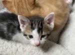 Sky - Domestic Kitten For Sale - Farmington&comma; CT&comma; US