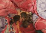 THOMAS - Domestic Kitten For Adoption - S Mansfield&comma; LA&comma; US