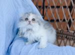 Scottish fold longhair dilute calico girl - Scottish Fold Kitten For Sale - Spokane&comma; WA&comma; US