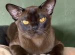 Relaks - Burmese Kitten For Sale - Miami&comma; FL&comma; US