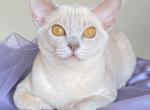 Sakura - Burmese Kitten For Sale - Miami&comma; FL&comma; US