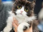 Hemi litter - Minuet Cat For Sale - 