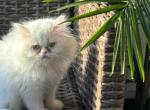 Blizzy - Minuet Cat For Sale/Service - 