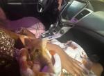 peaches - Persian Kitten For Sale - Stafford&comma; TX&comma; US