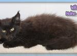 Willow - Maine Coon Kitten For Sale - 