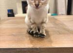 Ivory - Bengal Kitten For Sale - Prairieville&comma; LA&comma; US