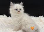 Peaches Blue Bicolor - Ragdoll Kitten For Sale - 