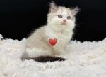 Mocha Seal Bicolor - Ragdoll Kitten For Sale - 