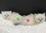 Faiths Lynx M - Persian Kitten For Sale - Okemah&comma; OK&comma; US