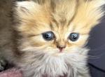 Silvers and Golden - Persian Kitten For Sale - TX&comma; US