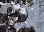Keeley litter - Maine Coon Kitten For Sale - 