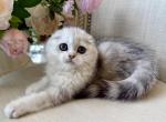 Scottish fold silver marble - Scottish Fold Kitten For Sale - Orlando&comma; FL&comma; US