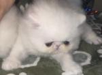 CH RW PkCatilac Prriscilla of Elvis KItkat - Persian Kitten For Sale - 