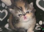 CH PkCatilac Graceland of Elviskitkat - Persian Kitten For Sale - 