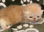 Ch Pursnickity Roseannarosannadana - Persian Kitten For Sale - 