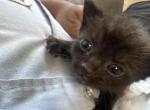 Not applicable - Domestic Kitten For Sale - Detroit&comma; MI&comma; US