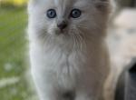 Penelope - Ragdoll Kitten For Sale - Saugerties&comma; NY&comma; US