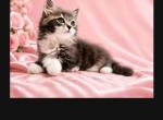 Power Puff Kittens - Siberian Kitten For Sale - DC&comma; US