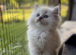 Penelope - Ragdoll Kitten For Sale - Saugerties&comma; NY&comma; US