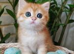 Nicole - British Shorthair Kitten For Sale - Grayslake&comma; IL&comma; US