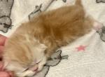 CFA exotic sh persian - Exotic Kitten For Sale - PA&comma; US