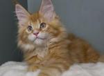 Kupidon - Maine Coon Kitten For Sale - Grayslake&comma; IL&comma; US