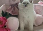 Lemon - Ragdoll Kitten For Sale - Mt Morris&comma; IL&comma; US