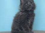 Orion - Maine Coon Kitten For Sale - Grayslake&comma; IL&comma; US