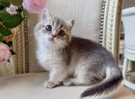 Munchkin Golden blue Female - Munchkin Kitten For Sale - Orlando&comma; FL&comma; US