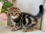 golden marble Scottish fold male - Scottish Fold Kitten For Sale - Orlando&comma; FL&comma; US