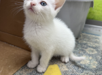 Ragdoll and Domestic Mix - Ragdoll Kitten For Sale - Boyertown&comma; PA&comma; US