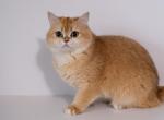 British Shorthair  Renesme - British Shorthair Cat For Sale - 