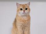British Shorthair  Rose - British Shorthair Cat For Sale - 