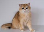 British Shorthair  Princess - British Shorthair Cat For Sale - 