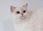 British Shorthair Hermoine - British Shorthair Cat For Sale - 