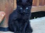 Midnight - Domestic Kitten For Sale - 