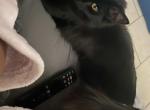 Bluntz - Norwegian Forest Cat For Adoption - Baltimore&comma; MD&comma; US