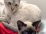 Available for Deposit - Siamese Kitten For Sale - Middletown&comma; DE&comma; US