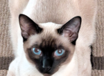 Guardian Wanted - Siamese Kitten For Sale - 
