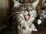 Jameson and Bailey - Domestic Cat For Sale - Waterford&comma; WI&comma; US