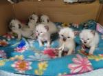 SIAMESE Spring Litters - Siamese Kitten For Sale - 