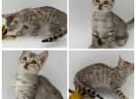 Sweet Pea - Bengal Kitten For Sale - ME&comma; US