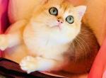 Jessica - British Shorthair Kitten For Sale - Irvine&comma; CA&comma; US