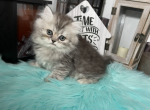 S & M - Persian Kitten For Sale - Mooresville&comma; IN&comma; US