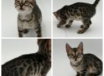 Pepper - Bengal Kitten For Sale - ME&comma; US