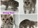 String Bean - Bengal Kitten For Sale - ME&comma; US